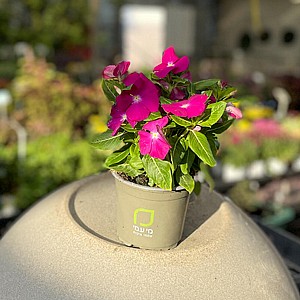 עציץ וינקה עציץ וינקה