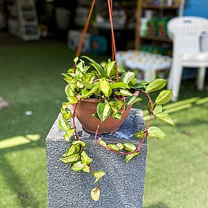 בת שבע (הויה) בת שבע (הויה)