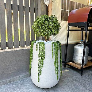 בוקסוס כדור (הדס) 65 ס"מ בוקסוס כדור (הדס) 65 ס"מ