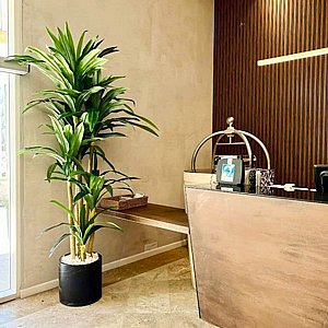 דרצנה מרגריטה 2.4 מטר דרצנה מרגריטה 2.4 מטר