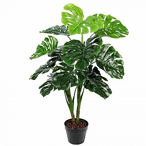 מונסטרה 1 מטר מונסטרה 1 מטר