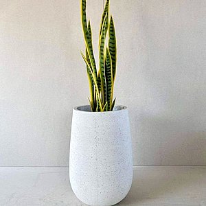 סנסיווריה 92 ס”מ