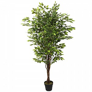 עץ פיקוס ירוק 1.80 מ’ עץ פיקוס ירוק 1.80 מ’