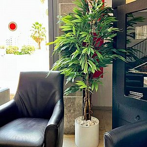 עץ ערבה 1.8 מטר עץ ערבה 1.8 מטר