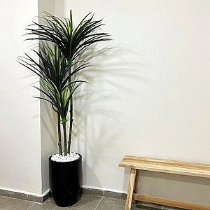 יוקה מפוצל 3 גזעים 1.6 מטר יוקה מפוצל 3 גזעים 1.6 מטר