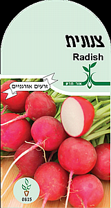 זרעי צנונית זרעי צנונית