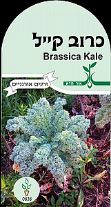 זרעי כרוב קייל זרעי כרוב קייל