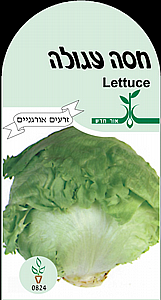 זרעי חסה עגולה זרעי חסה עגולה