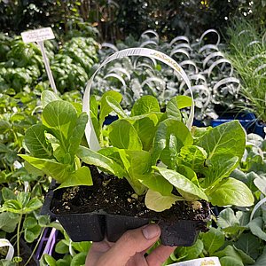 שישיית כוסיות - חסה שישיית כוסיות - חסה