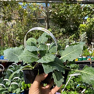 שישיית כוסיות - ברוקולי שישיית כוסיות - ברוקולי