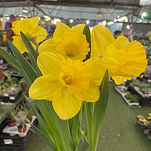 שתיל נרקיס פורח שתיל נרקיס פורח