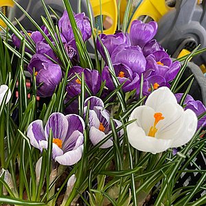 שתיל כרכום פורח