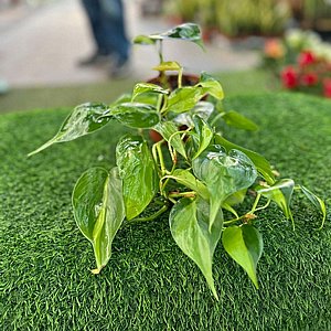 פילודנדרון סקנדנס פילודנדרון סקנדנס