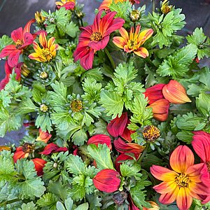 בידנס בידנס