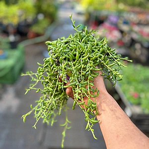 סנציו כדורי סנציו כדורי