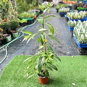 יערת הדבש - צסטרום לילי יערת הדבש - צסטרום לילי