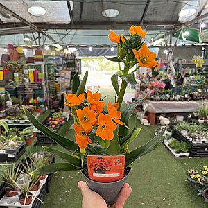 שתיל נץ החלב פורח שתיל נץ החלב פורח