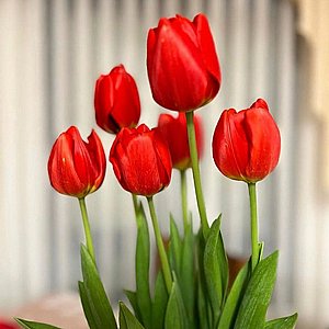 שתילי טוליפ (צבעוני) פורח שתילי טוליפ (צבעוני) פורח