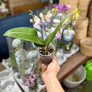 סחלב ללא פריחה להמשך גידול - עציץ 9 ס"מ סחלב ללא פריחה להמשך גידול - עציץ 9 ס"מ