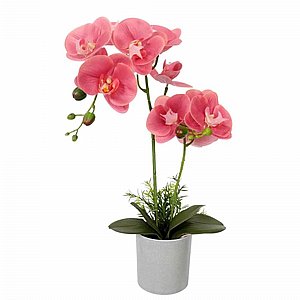 סחלב ורוד 50 ס"מ סחלב ורוד 50 ס"מ