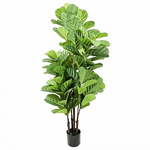 פיקוס כינורי 1.5 מטר עם עמידות בפני קרינת UV פיקוס כינורי 1.5 מטר עם עמידות בפני קרינת UV