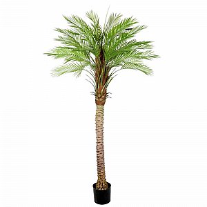 דקל קוקוס 1.6 מטר עם עמידות בפני קרינת UV דקל קוקוס 1.6 מטר עם עמידות בפני קרינת UV