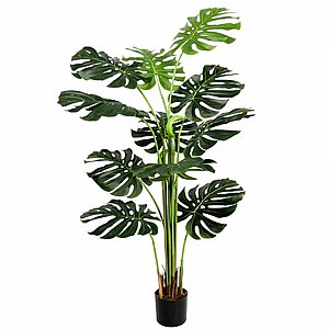 מונסטרה 1.65 מטר מונסטרה 1.65 מטר