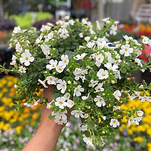 בקופה (פשטה שרועה) בקופה (פשטה שרועה)