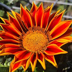 גזניה - פרחי שמש צבעוניים  גזניה - פרחי שמש צבעוניים