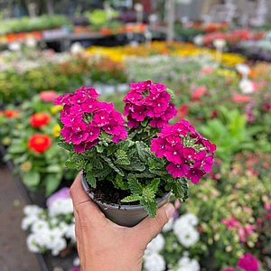 ורבנה ורבנה