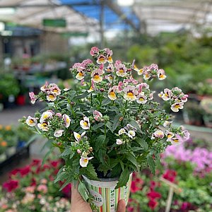 נמזיה (נמסיה) נמזיה (נמסיה)