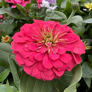 ציניה ציניה