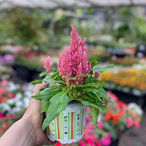 צלוזיה צלוזיה