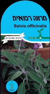 מרווה (רפואית) מרווה (רפואית)