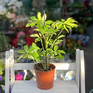 שפלרה מגוונת שפלרה מגוונת