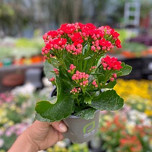 ניצנית ניצנית