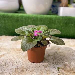 סיגלית סיגלית