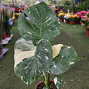 מונסטרה תאי מגוונת