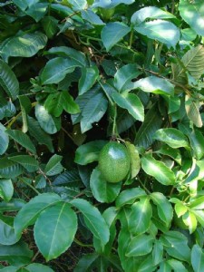 פסיפלורה - שעוונית נאכלת פסיפלורה - שעוונית נאכלת