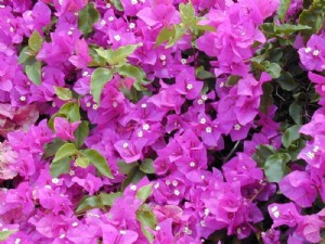 בוגנוויליה נאה בוגנוויליה נאה