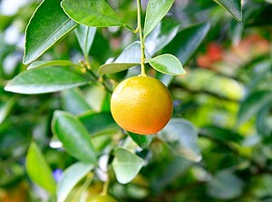 קלמנטינה - אור קלמנטינה - אור