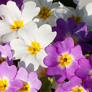 פרימולה בצבע סגול ולבן פרימולה בצבע סגול ולבן