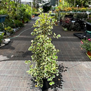 פיקוס סוויט הארט - Ficus Sweetheart פיקוס סוויט הארט - Ficus Sweetheart