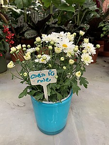 מתנה - אלון מתנה - אלון