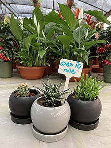 מתנה - משה מתנה - משה