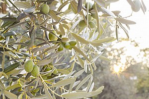 זית סורי זית סורי