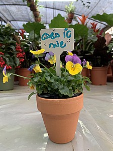 מתנה - מוטי מתנה - מוטי