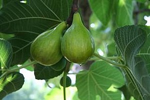 תאנה בלאדי תאנה בלאדי