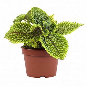 פילאה מון וואלי פילאה מון וואלי