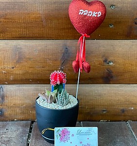 קוקטייל קקטוסים במתנה קוקטייל קקטוסים במתנה